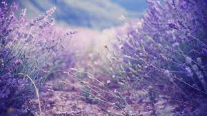 Check out this fantastic collection of purple aesthetics computer wallpapers, with 42 purple aesthetics computer background images for your desktop, phone or tablet. 26 Aesthetic Flower Wallpapers Wallpaperboat