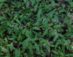 Image result for Oplismenus burmannii