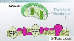 The thylakoid membrane contains some integral membrane protein complexes that catalyze the light reactions. Photolysis And The Light Reactions Definitions Steps Reactants Products Video Lesson Transcript Study Com