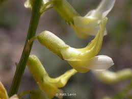 Image result for Aeschynomene multicaulis