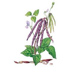 Check spelling or type a new query. Pinkeye Purple Hull Bush Cowpea Bean Seeds Vegetables Botanical Interests