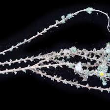 Image result for Eriocephalus microphyllus