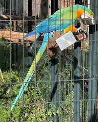 🌟🌟🌟REUNITED🌟🌟🌟 LOST CATALINA MACAW NOVEMBER 29TH 2024 SW 91ST ST & SW  24TH AVE GAINESVILLE, Alachua County, FL 32608 *LOST *Catalina Macaw *last  sighted near SW 91st St and SW24th Ave *Gainesville,