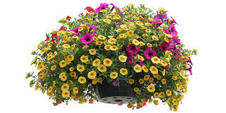 Maybe you would like to learn more about one of these? Choosing Annuals For Full Sun Gulley Greenhouse