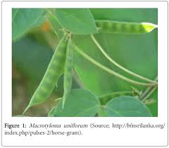 Image result for Macrotyloma uniflorum