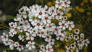 Since daffodils are one of the heralds of spring, when they bloom it means that the long, gray winter is over, spring is just around the corner, and the world will turn green and warm again. Spring Flowers Geraldton Wax An Australian Wildflower Favourite The Maitland Mercury Maitland Nsw