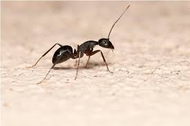Ants a pollinators for melons. Are Ants Beneficial Insects