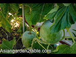It's also an ingredient for beverages, including sweetened yogurt smoothies in whole winter melon will keep in a cool place for months and likely up to one year. How To Pronounce Winter Melon Howtopronounce Com