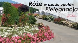 Grzegorz hyży lyrics with translations: Pelnia Kwitnienia Roz Jak Pielegnowac Rosliny W Czasie Upalow Youtube