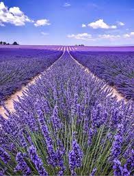 The Lavender Fields Of Provence Valensole Provence Flower Landscape Purple Flowers Garden Lavender Garden