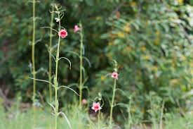 Image result for Sesamum alatum