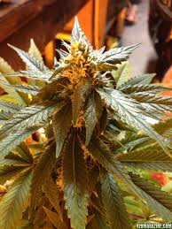 I was just about to start harvesting one plant (i have 4 total in flowering) when i noticed that all but one of them started growing new white hair tufts on the sides of some of the buds. Tons Of White Hairs No Buds 420 Magazine