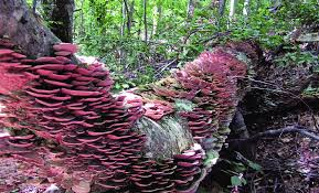 Image result for Trichaptum biforme