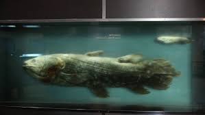 The coelacanth is an ultra rare ocean fish that has appeared in every main animal crossing series game. Coelacanth Fish Once Believed To Be Extinct Found Alive In Indian Ocean World News The Indian Express