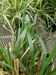 Image result for Eustachys