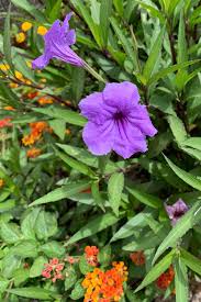 Image result for Ruellia praetermissa