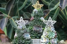 Christmas cactus segments will not have the tips and the segments will be rounder. Succulent Christmas Trees How To Make One Diy Supplies