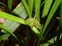 Image result for Diplacrum africanum