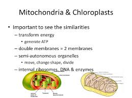 We did not find results for: Mitochondria Are In Both Cells Animal Cells Plant Cells Mitochondria Chloroplast Ppt Download