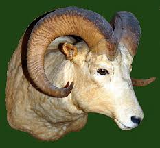 Ram Head Right Side Goats Animals Sheep