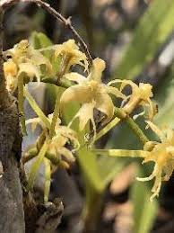 Image result for Tridactyle anthomaniaca