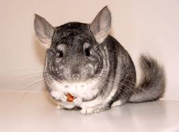 In a lot of ways, a pet like a cat or a dog is very much like a child because responsible owners care for their pets and make su. Top 10 Good Pets For Kids Parents Choice Enkiverywell