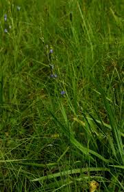 Image result for Aristea angolensis