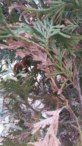 Image result for kabatina thujae