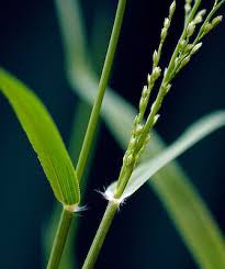 Image result for Eragrostis cilianensis