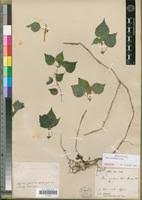 Image result for Pilea rivularis