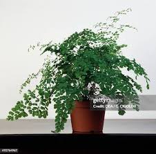 Image result for Adiantaceae