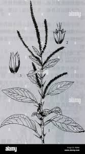 Image result for Amaranthus viridis