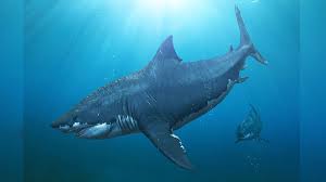 Megalodon: Making a megalodon: The evolving science behind estimating the  size of the largest ever killer shark