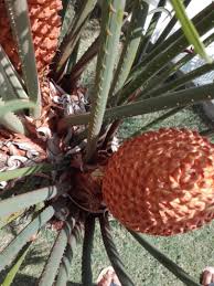 Image result for Cycas thouarsii