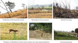 Image result for Hyparrhenia familiaris