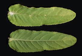 Image result for Erlangea