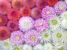 Check spelling or type a new query. Let S Grow Girls How To Grow Cut Flowers