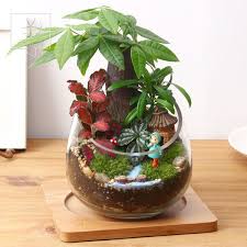 小发财树绿植盆栽花卉办公室内桌面防辐射绿色植物盆景迷你含盆 miniature fairy gardens beautiful flowers flower arrangements