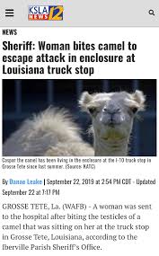A louisiana woman has left police baffled after she bit a camel's testciles in self defense. Woman Bites Camel To Escape Attack In Enclosure At Louisiana Truck Stop Bizarre Sentence Births