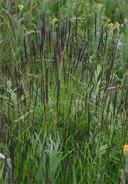 Image result for Sacciolepis