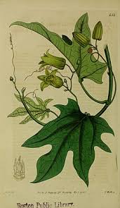 Image result for Viridivia suberosa