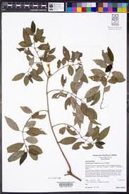 Image result for Droguetia iners