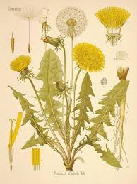 Birth Month Flower Grow Kit Canada Dandelions Botanical Drawings Botanical Illustration Vintage Plant Illustration