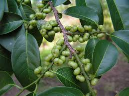 Image result for Margaritaria