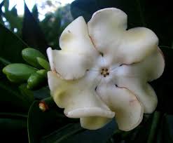 Image result for Voacanga thouarsii