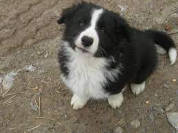 No puppies in the near future. Border Collie Puppies For Sale In Hastings Ontario Nice Pets Online