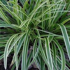 Image result for Carex johnstonii
