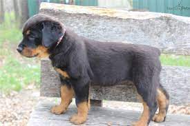 Akc German Rottweiler Female Sadie Rottweiler Puppies For Sale Rottweiler Puppies Puppies