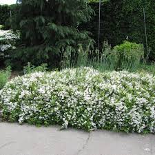 Image result for Deutzia