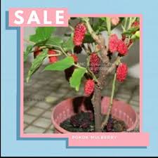 Pokok long red mulberry taiwan. Real Live Pokok Mulberry Manis Sangat Buah